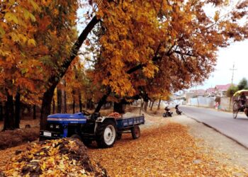 Leaves of trees turning marshy and start shredding as Autumn season starts to begin in Kashmir