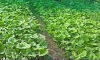 JK Govt sanctions 62 cr project for Commercial Cultivation, Conservation of Herbal Riches