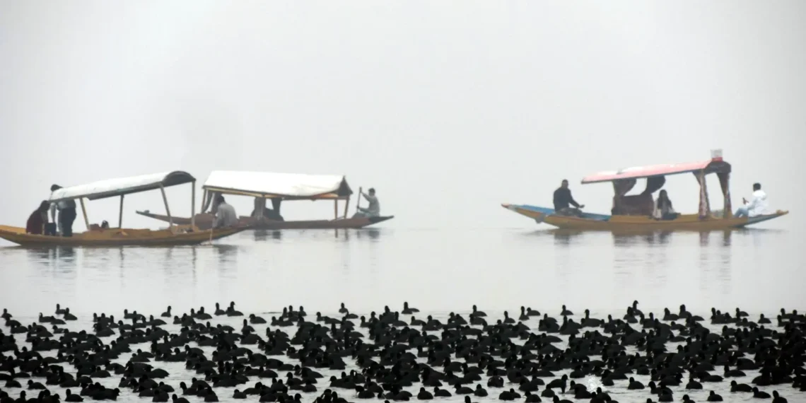 Migratory birds float in Dal Lake during a cold and foggy winter day on Thursday
