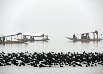 Migratory birds float in Dal Lake during a cold and foggy winter day on Thursday