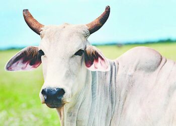 Man arrested for injuring pregnant cow by feeding explosive-mixed eatables in Himachal Pradesh