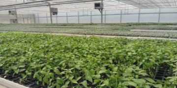 DHJ visits Hiranagar Zone to promote high-value horticultural crops