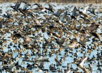 DoWP, WD Kashmir to conduct census of Migratory, other endemic birds on Feb, 12