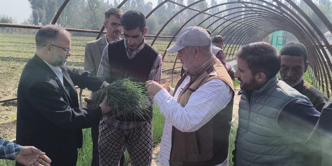 Dir Agri Kashmir inaugurates sale of Onion Seedlings at Gangbugh for farming Community