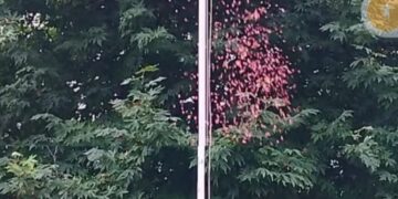 Director Information, Shreya Singhal hpists tricoloure on 80th Independence Day at DI{R Hqrs Srinagar-