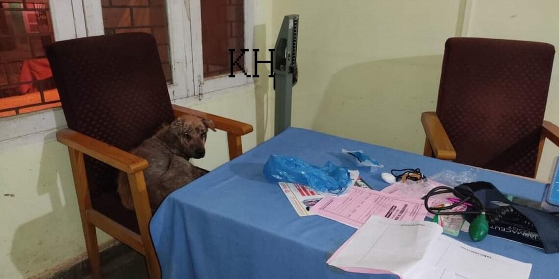 Dog the new health warrior occupies the Chair of BMO at Sub District Hospital Khansahb Budgam