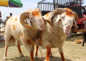 Srinagar’s popular mandi of sacrificial animals gives miss to hussle, busstle