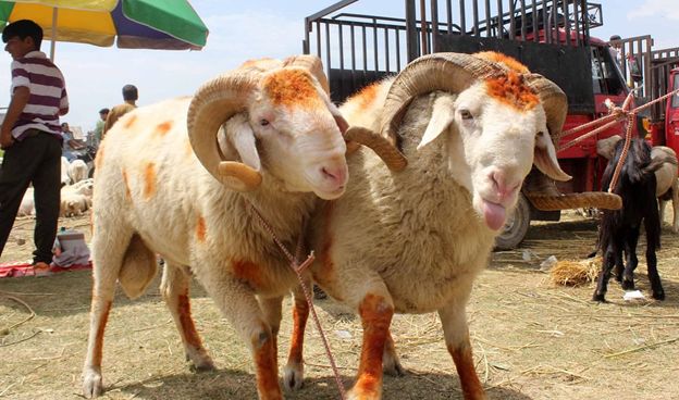 Srinagar’s popular mandi of sacrificial animals gives miss to hussle, busstle