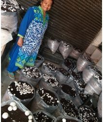 Establishment of pasteurized compost plant takes mushroom cultivation to new heights in Udhampur