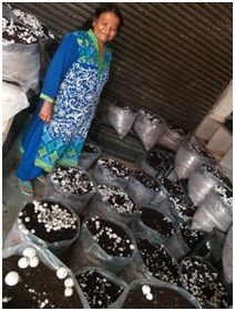 Establishment of pasteurized compost plant takes mushroom cultivation to new heights in Udhampur