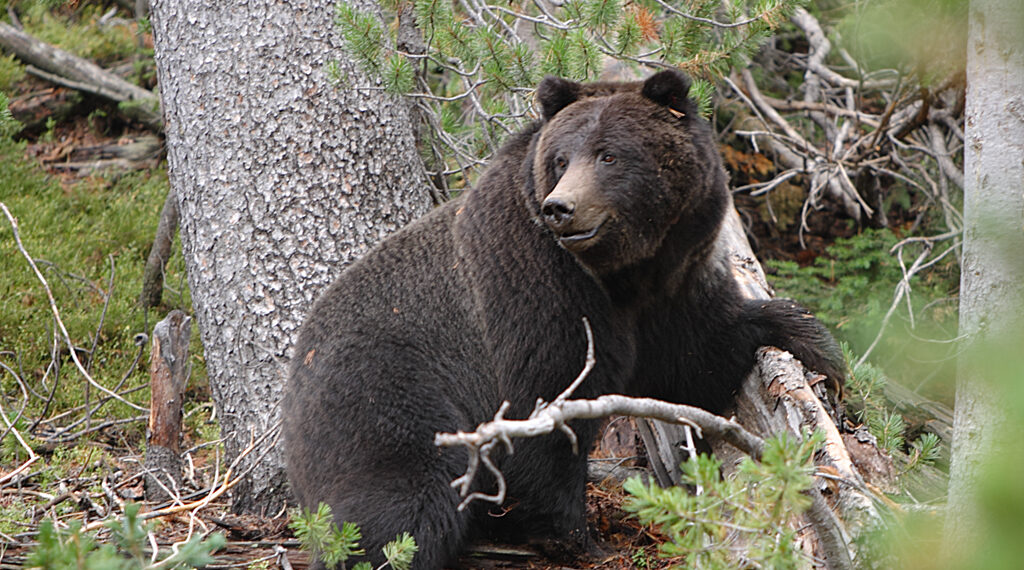 45-year-old woman mauled to death by bear in Kulgam village
