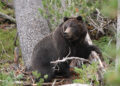 45-year-old woman mauled to death by bear in Kulgam village