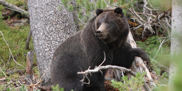 45-year-old woman mauled to death by bear in Kulgam village