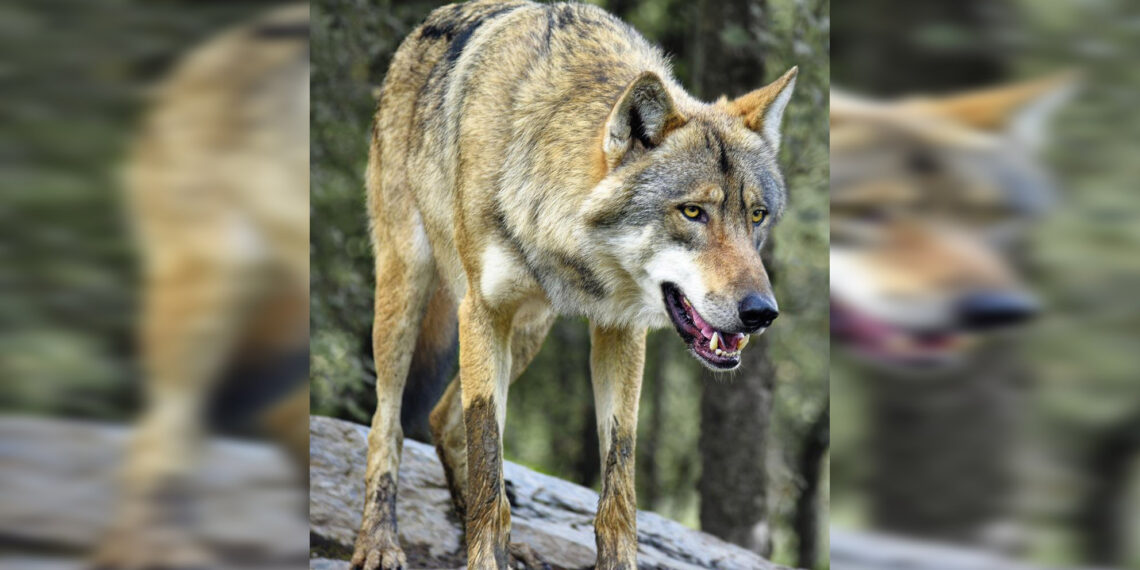 Four Indian Grey Wolves trans-located from Gujarat to Jambu Zoo