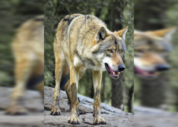 Four Indian Grey Wolves trans-located from Gujarat to Jambu Zoo