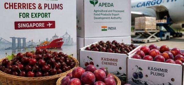 From Orchards To Global Shelves: Kashmir’s Moment