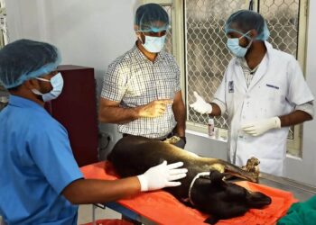JMC intensifies efforts to control Stray Dog Population, Opens additional Sterilization Center at Chowadi