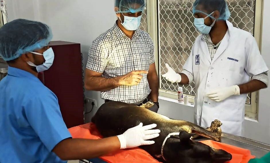 JMC intensifies efforts to control Stray Dog Population, Opens additional Sterilization Center at Chowadi