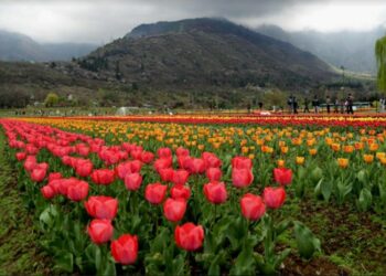 Blooms and Bliss: Srinagar’s Spectacular Tulip, Almond Gardens Awaken to Spring’s Splendor