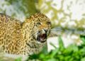 Leopard Injures Minor Girl In Shopian’s Dragad Village