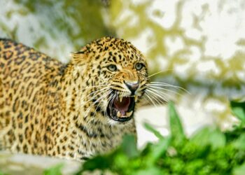 Leopard Injures Minor Girl In Shopian’s Dragad Village