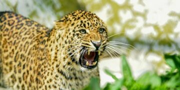 Leopard Injures Minor Girl In Shopian’s Dragad Village