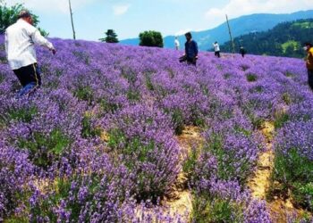 Govt. intervention strengthens Lavender cultivation across J&K
