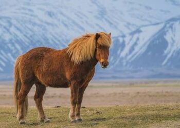 SKUAST-K Scientists Secure National Recognition for Kashmir Pony as Indigenous Horse Breed