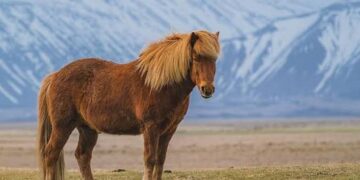 SKUAST-K Scientists Secure National Recognition for Kashmir Pony as Indigenous Horse Breed