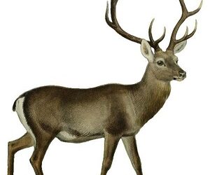 Rutting Season of Hangul: Entry into Dachigam National Park to remain suspended from September 25 to October 18