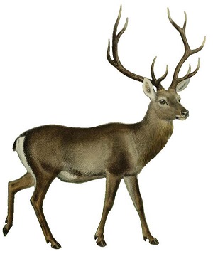 Rutting Season of Hangul: Entry into Dachigam National Park to remain suspended from September 25 to October 18