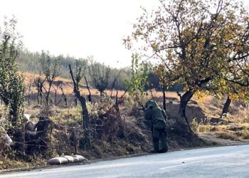 Leaves of trees turning marshy and start shredding as Autumn season starts to begin in Kashmir