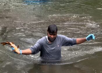 Mass Fish deaths in Ganderbal Spring raise Contamination Fears
