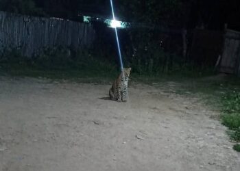 Leopard Sighting Creates Fear Among Residents in Ganderbal’s Gutlibagh