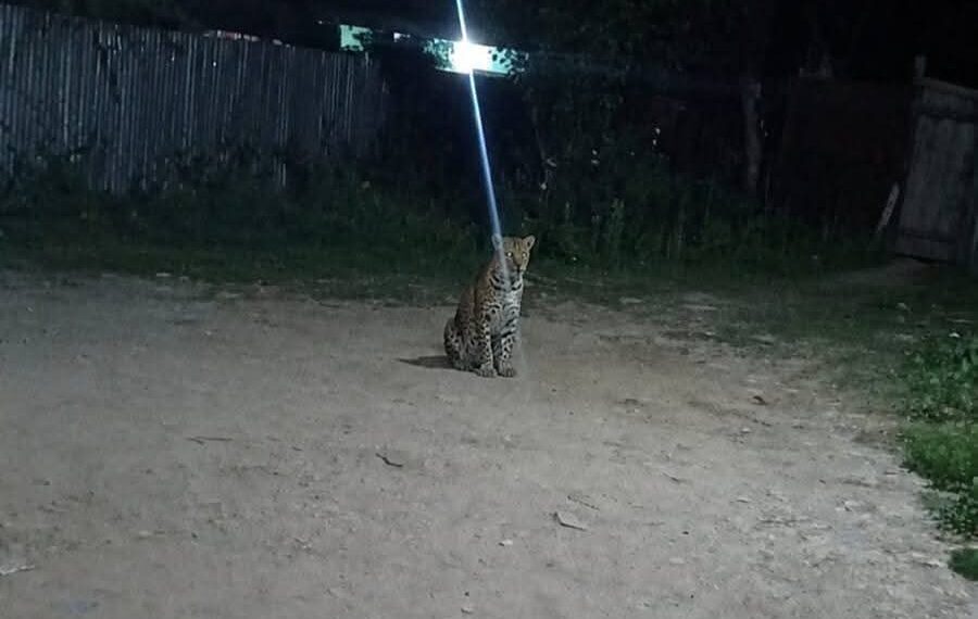Leopard Sighting Creates Fear Among Residents in Ganderbal’s Gutlibagh