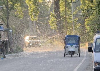 Airborne Cotton Fluff From Seasonal Trees Raises Health Concerns in Ganderbal