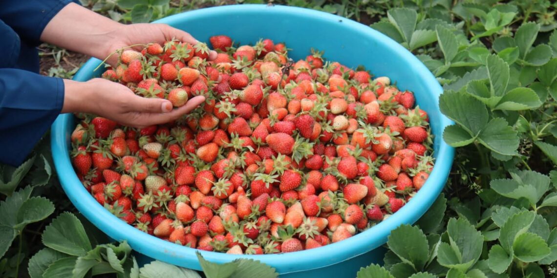 Strawberry Harvest Begins in Kashmir’s Gassoo, Marking Start of Fruit Season