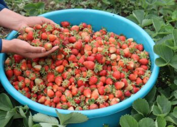 Strawberry Harvest Begins in Kashmir’s Gassoo, Marking Start of Fruit Season