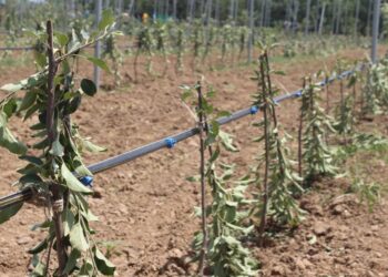 *Police Register Case After Apple Orchard Vandalized in Chadoora*