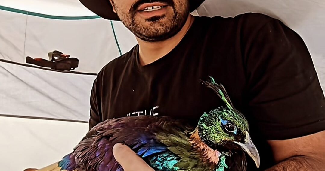 Baramulla Youth Rescues Rare Himalayan Monal in Sonamarg, Hands It Over to Wildlife Authorities