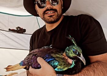 Baramulla Youth Rescues Rare Himalayan Monal in Sonamarg, Hands It Over to Wildlife Authorities