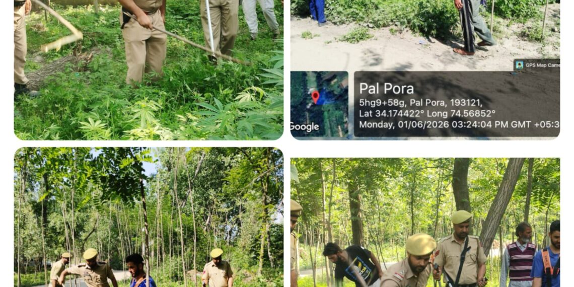 *Baramulla Police Conducts Wild Cannabis Destruction Drive at Palhalan Under Nasha Mukt Bharat Abhiyan*