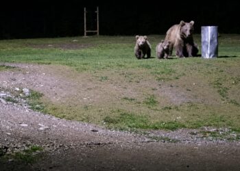 Himalayan Brown Bear With Two Cubs Spotted Near Sonamarg