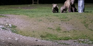 Himalayan Brown Bear With Two Cubs Spotted Near Sonamarg