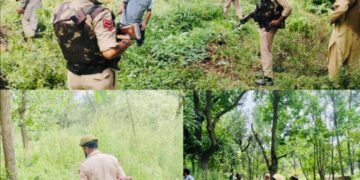 *Baramulla Police Intensify Drive Against Wild Bhung; 03 Kanals Cleared at Wanigam Payeen*