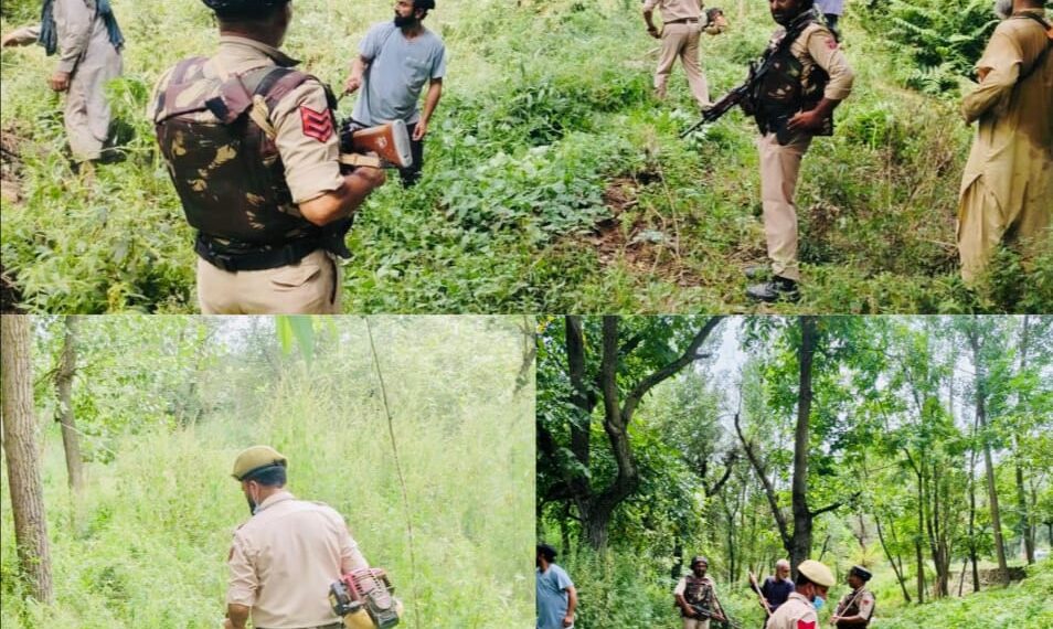 *Baramulla Police Intensify Drive Against Wild Bhung; 03 Kanals Cleared at Wanigam Payeen*