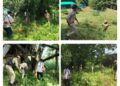 *Baramulla Police Intensify Drive Against Wild Bhang; Destruction Operation Conducted at Gohan Chandoosa*