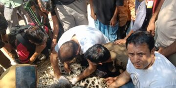 Leopard Rescued After Getting Entangled in Wire in Uri Baramulla,