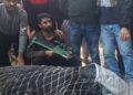 Massive 500-600 Kg Black Bear Tranquilized And Rescued By Wildlife Team In Anantnag