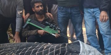 Massive 500-600 Kg Black Bear Tranquilized And Rescued By Wildlife Team In Anantnag